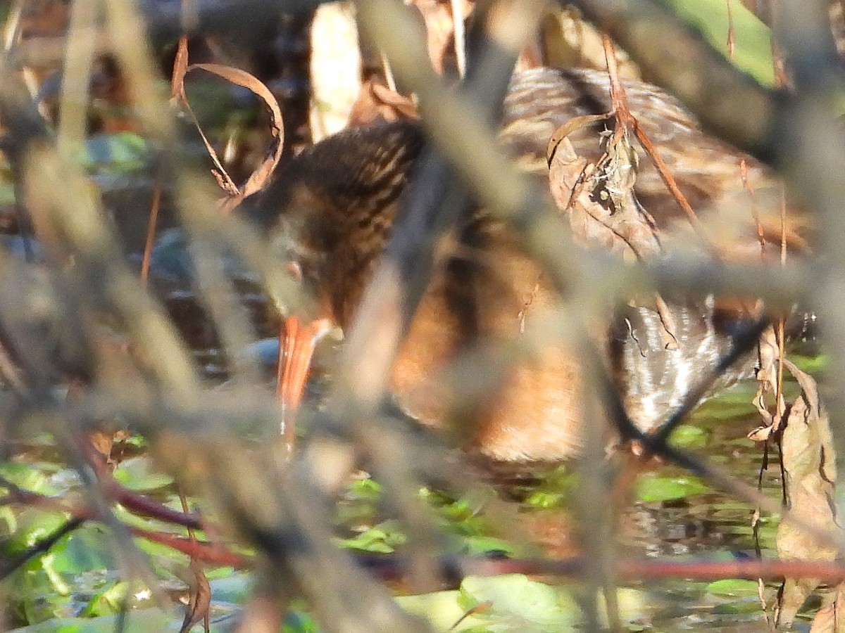 Virginia Rail - ML646788467