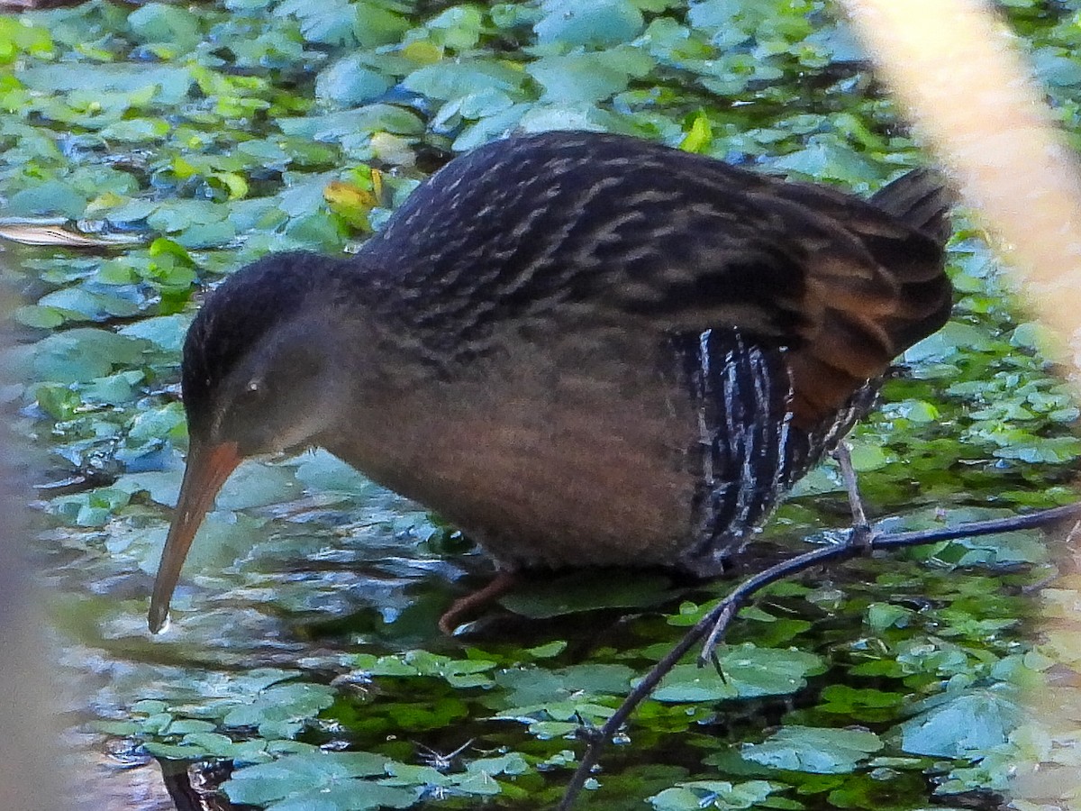 Virginia Rail - ML646788468