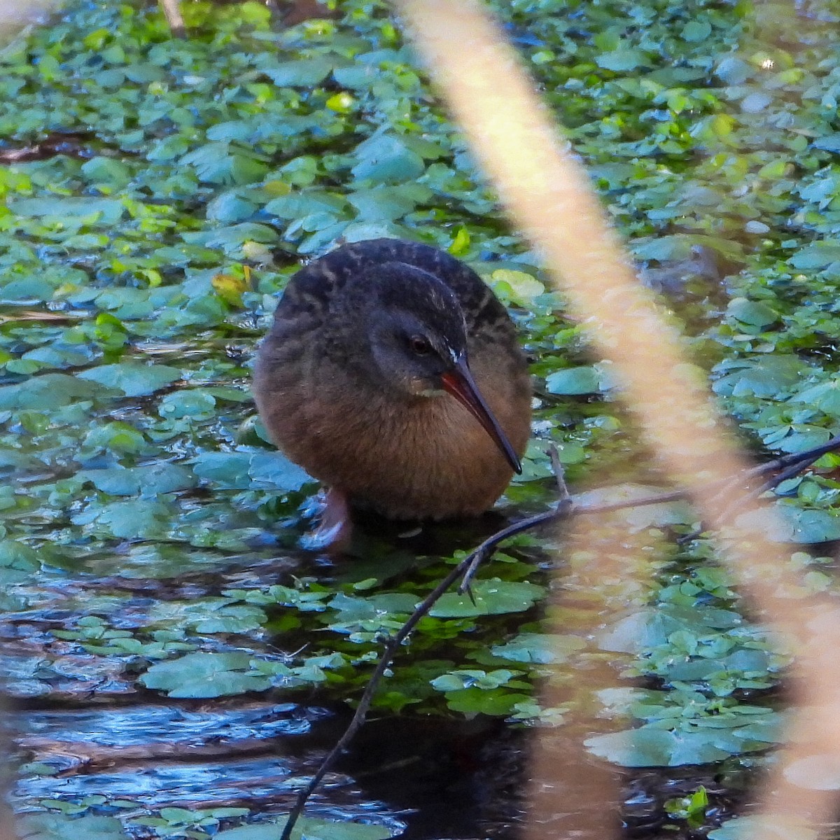 Virginia Rail - ML646788469
