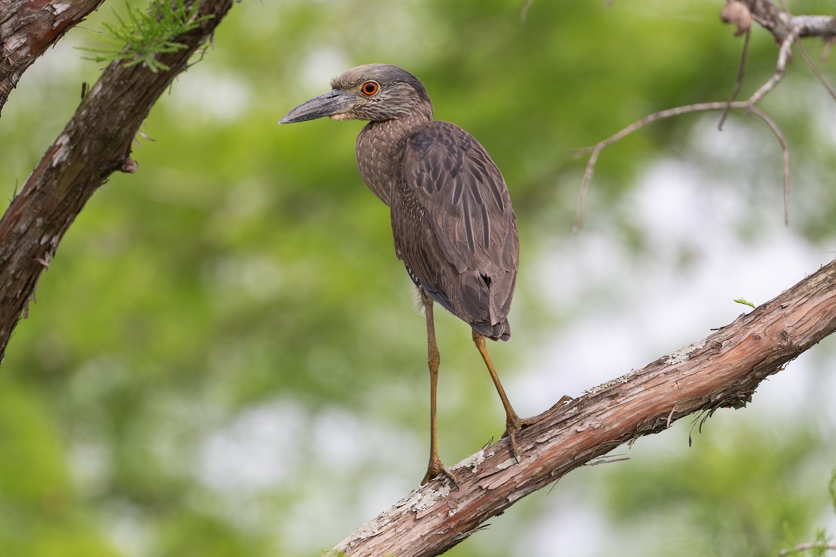 Yellow-crowned Night Heron - ML646788470
