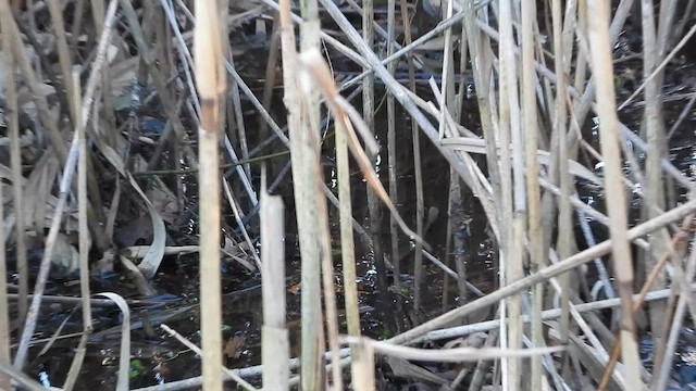 Virginia Rail - ML646788473