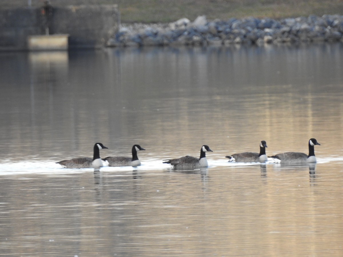 ברנטה קנדית - ML646788476