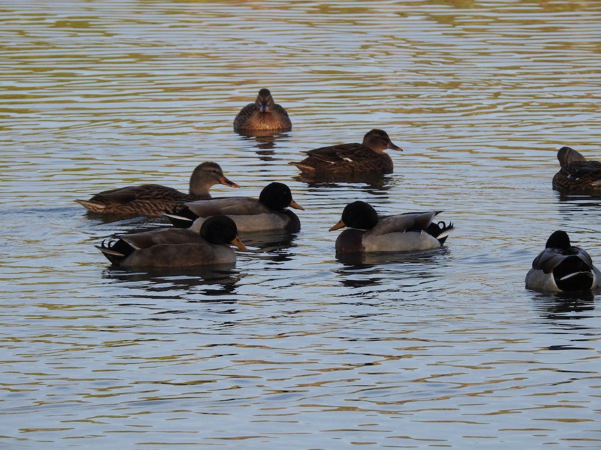 ברכיה - ML646788484