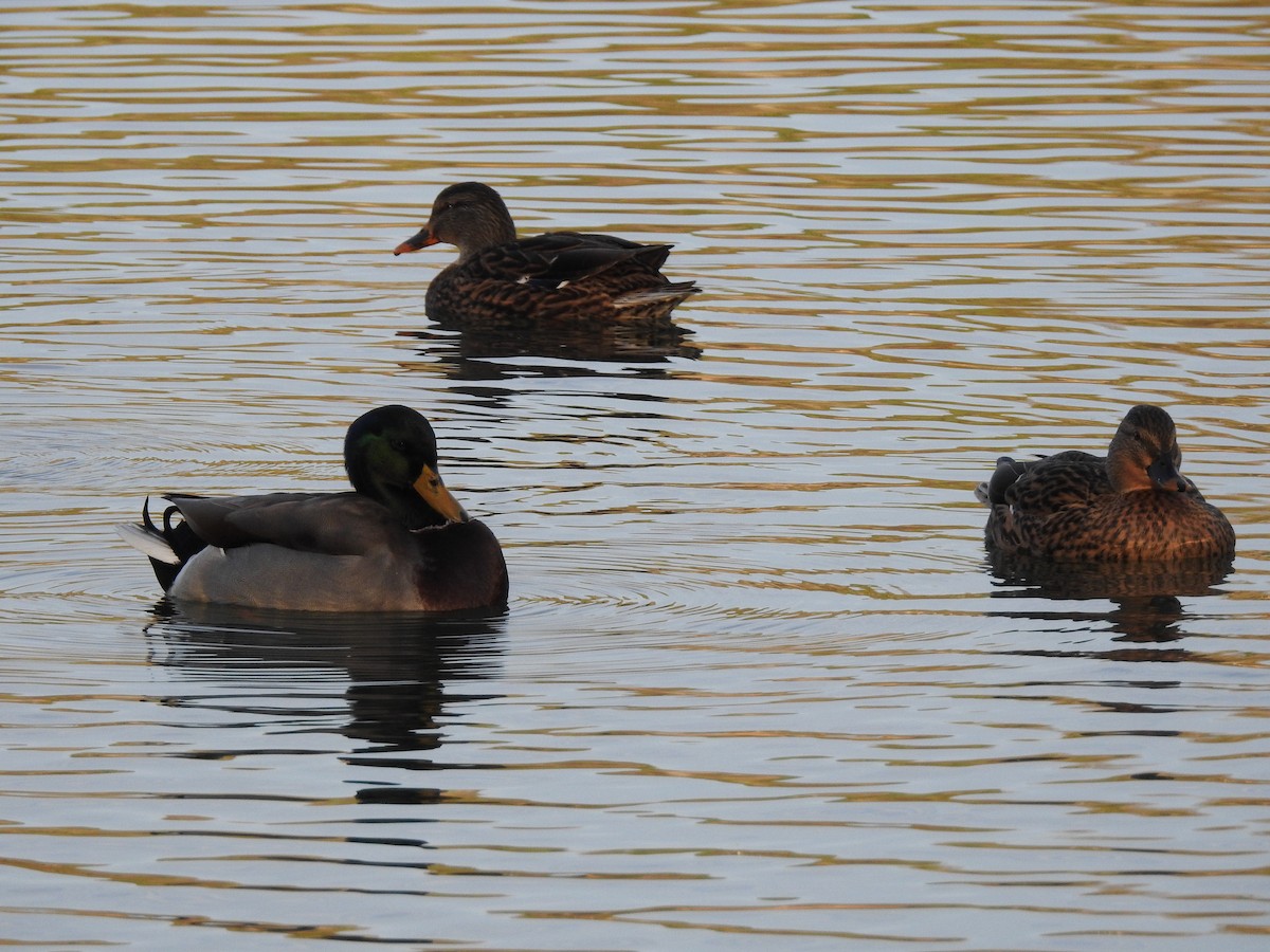 ברכיה - ML646788486