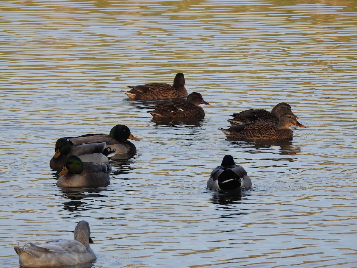 ברכיה - ML646788490