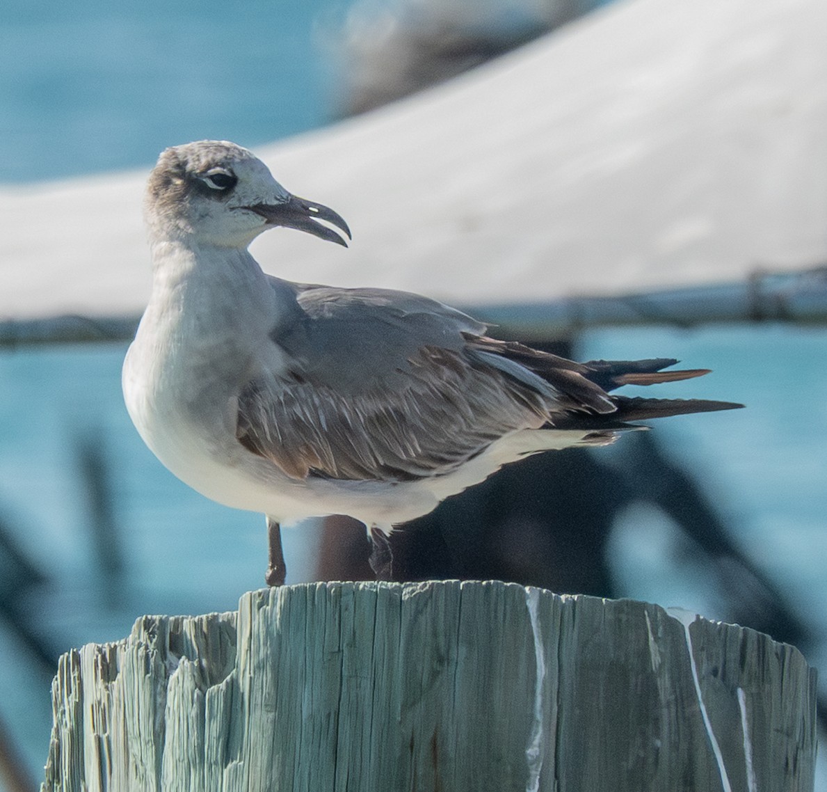 Laughing Gull - ML646788491