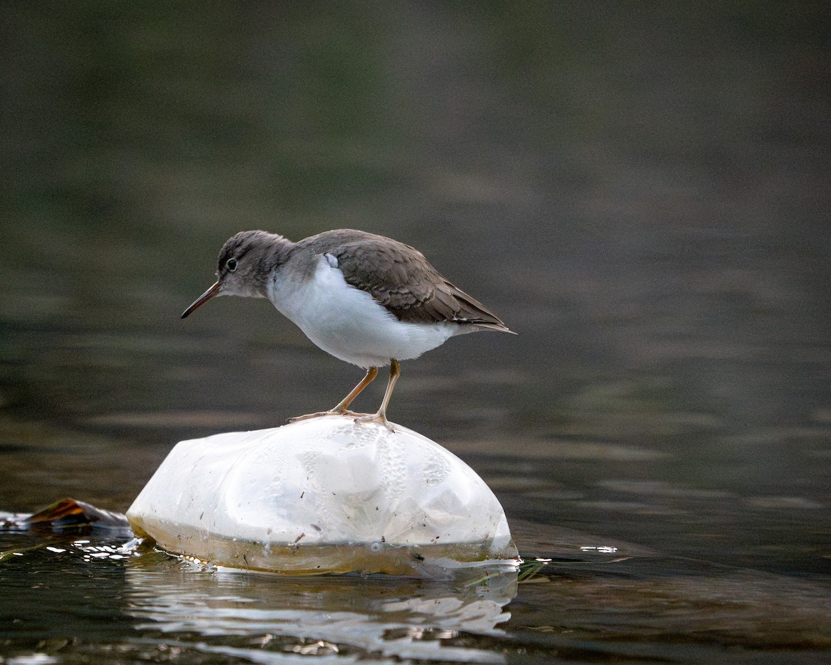 Spotted Sandpiper - ML646788492