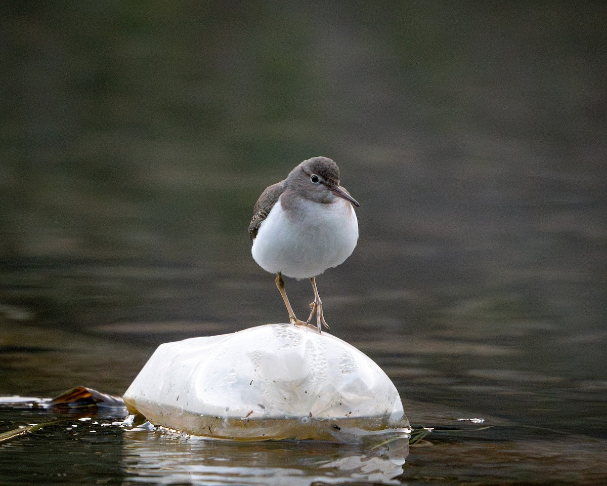 Spotted Sandpiper - ML646788493