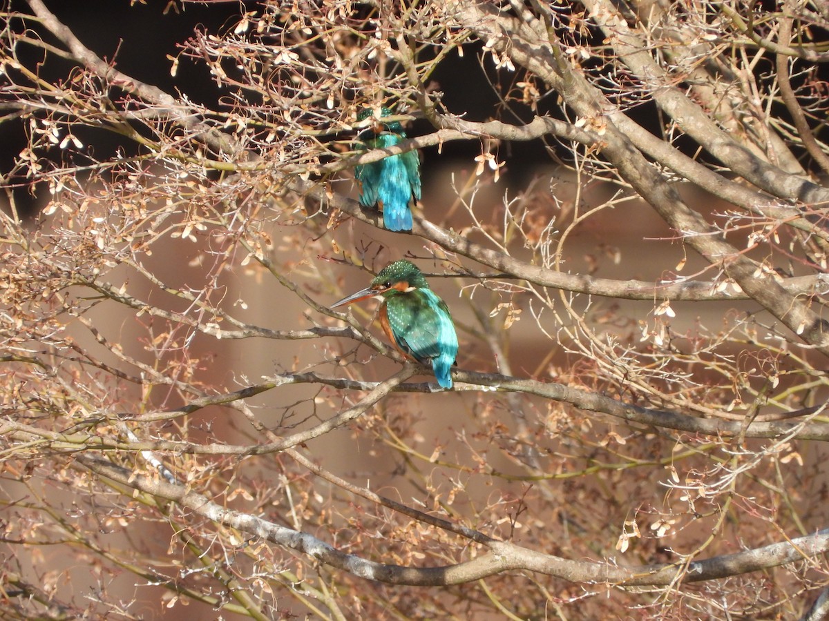 isfugl - ML646788497