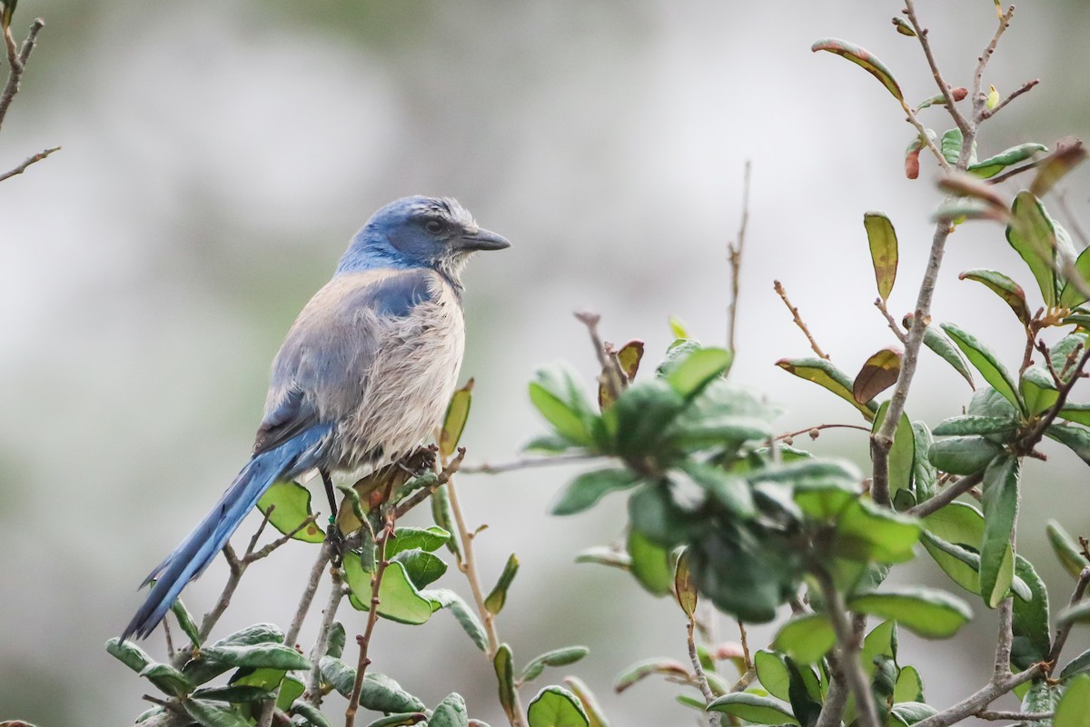 フロリダカケス - ML646788502