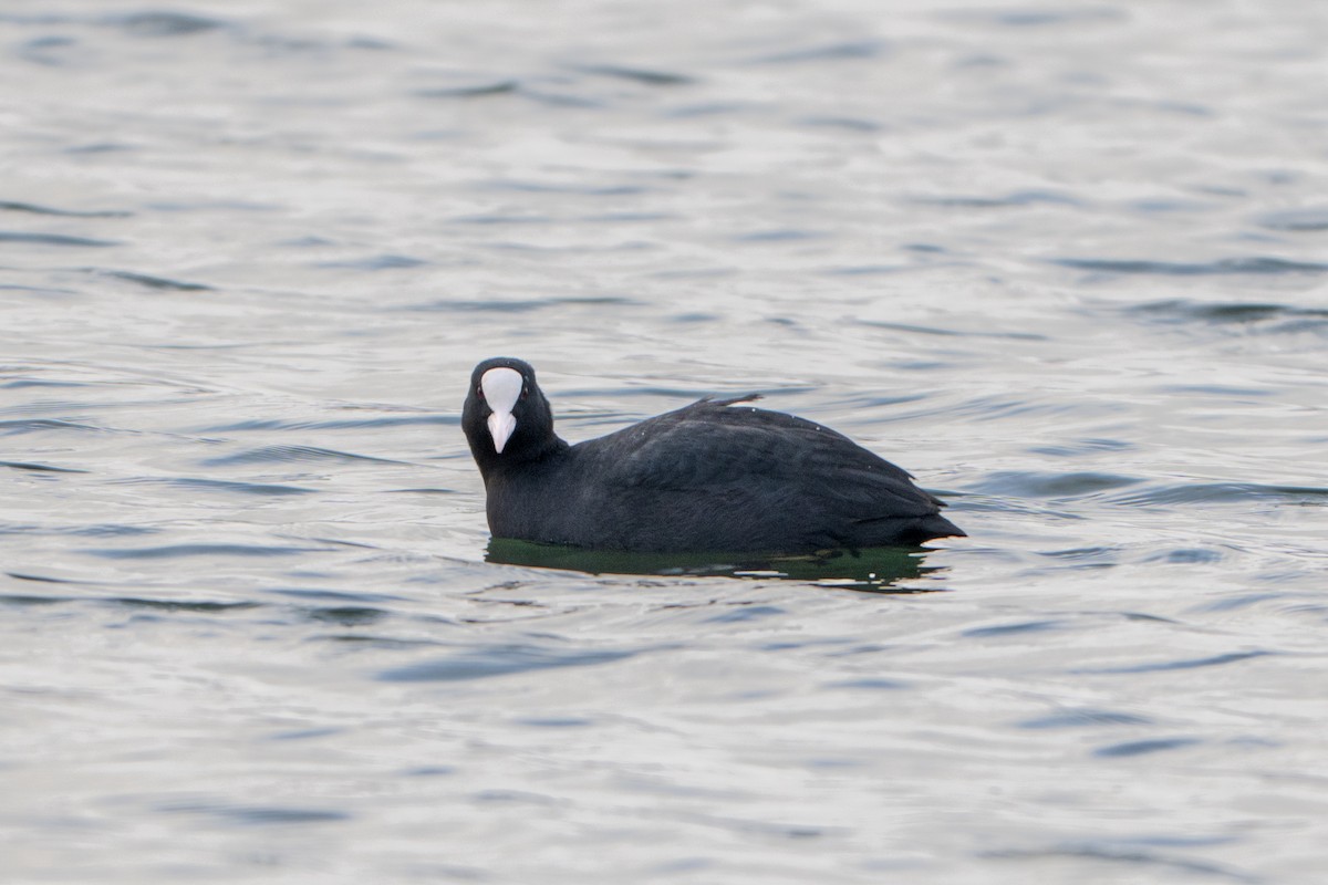 オオバン - ML646788503