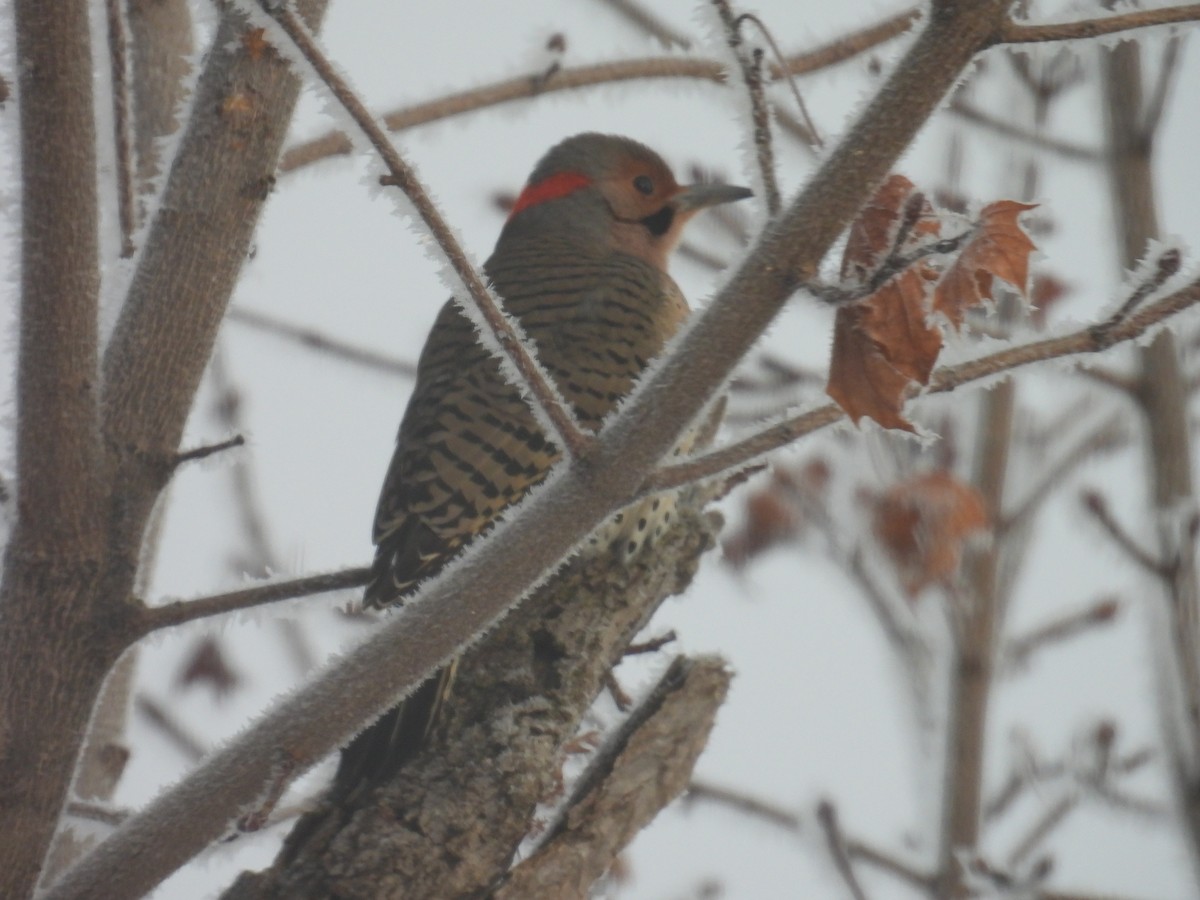 Carpintero Escapulario (Dorado) - ML646788504