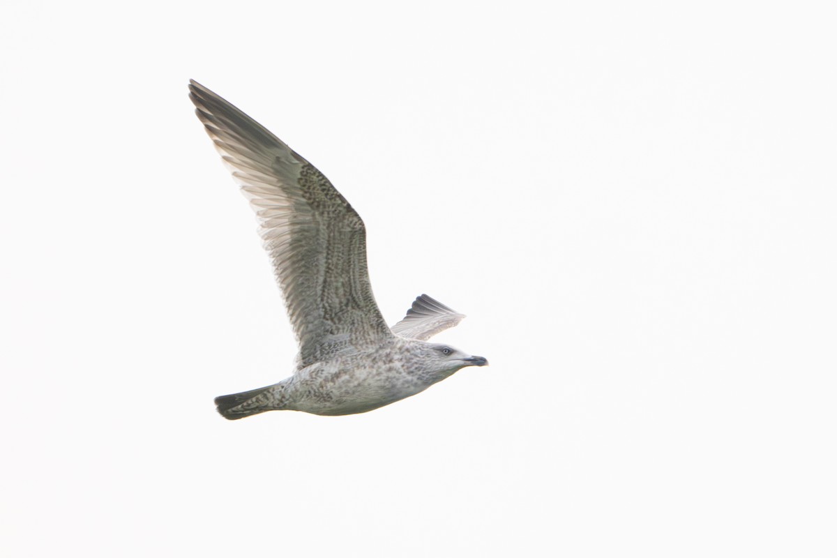 ヨーロッパセグロカモメ - ML646788508