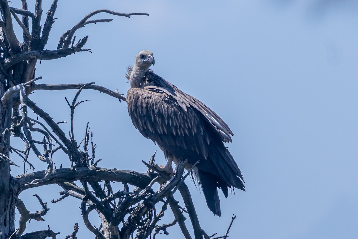 Himalayan Griffon - ML646788509