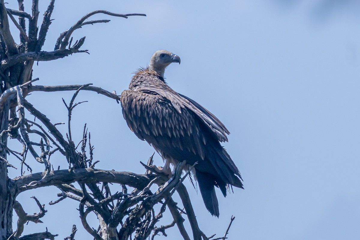 Himalayan Griffon - ML646788510
