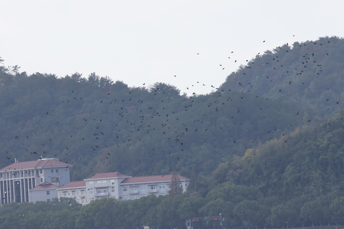 Saatkrähe (pastinator) - ML646788511