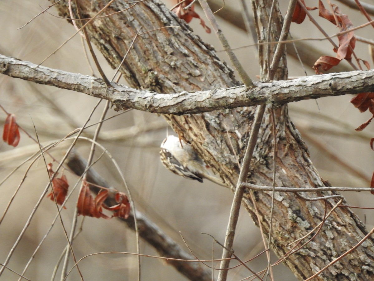 Brown Creeper - ML646788512