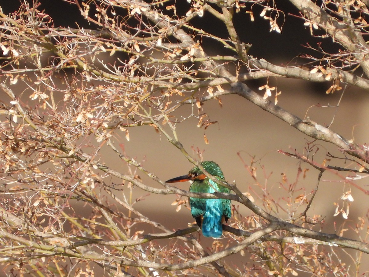 isfugl - ML646788514