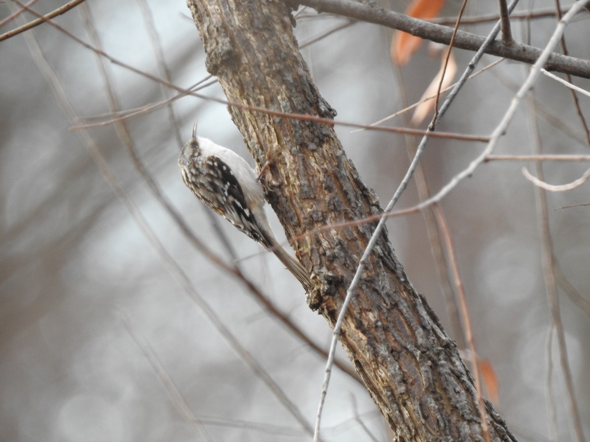 Brown Creeper - ML646788517