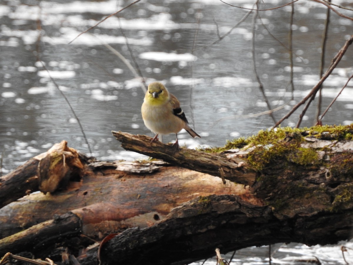 American Goldfinch - ML646788518