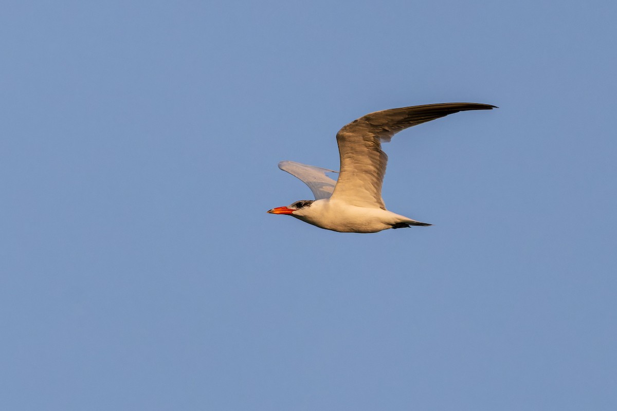 rybák velkozobý - ML646788521