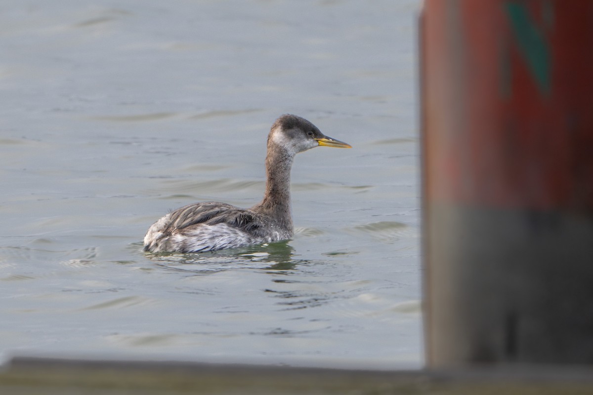 Somormujo Cuellirrojo - ML646788523