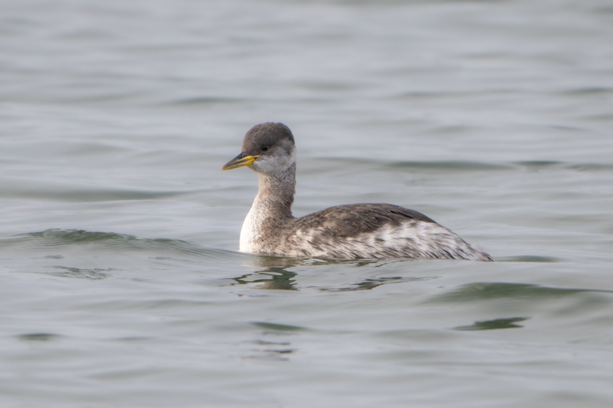 Somormujo Cuellirrojo - ML646788524