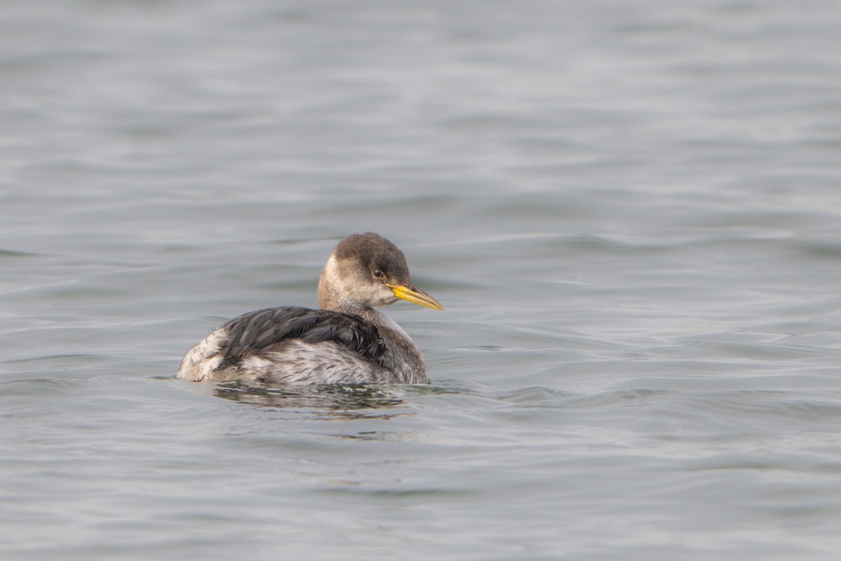 Somormujo Cuellirrojo - ML646788525