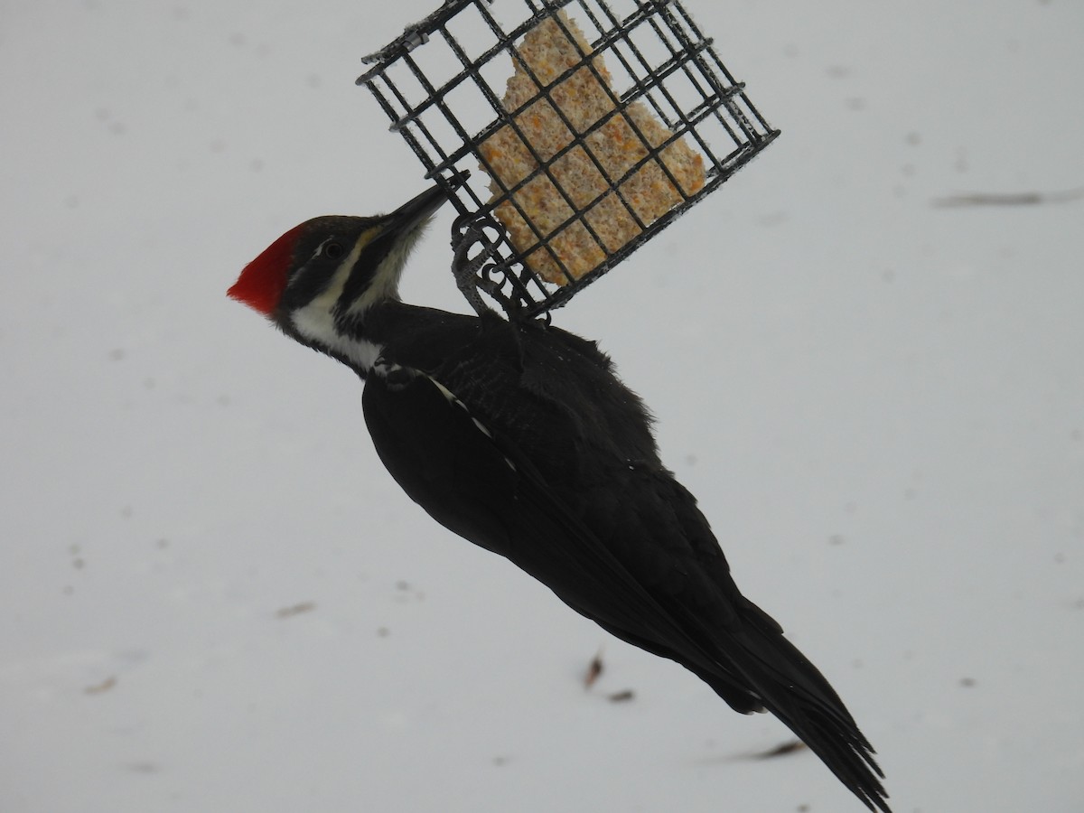 Picamaderos Norteamericano - ML646788526