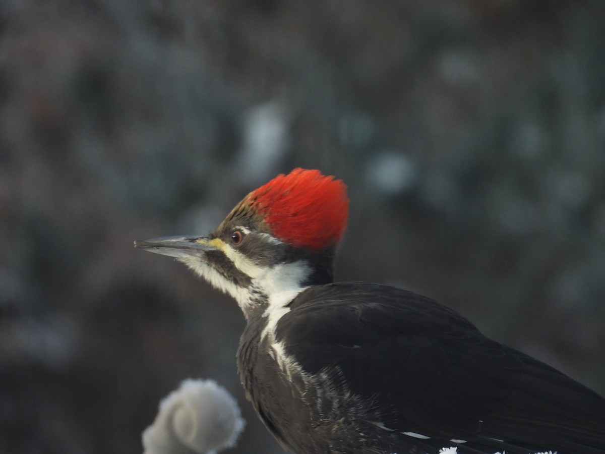 Picamaderos Norteamericano - ML646788527