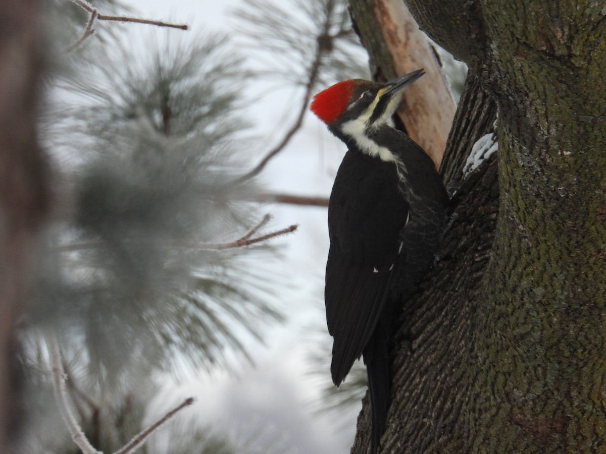 Picamaderos Norteamericano - ML646788528