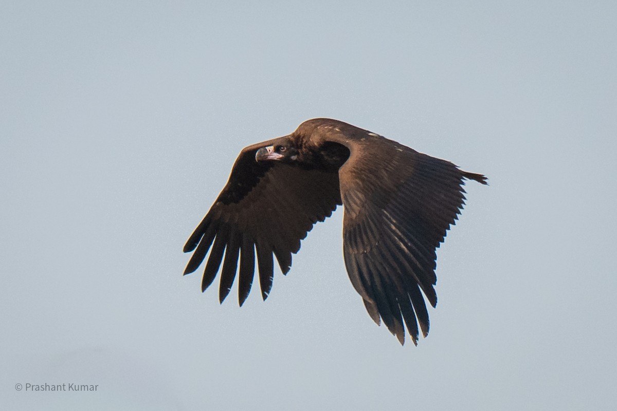 Cinereous Vulture - ML646788529