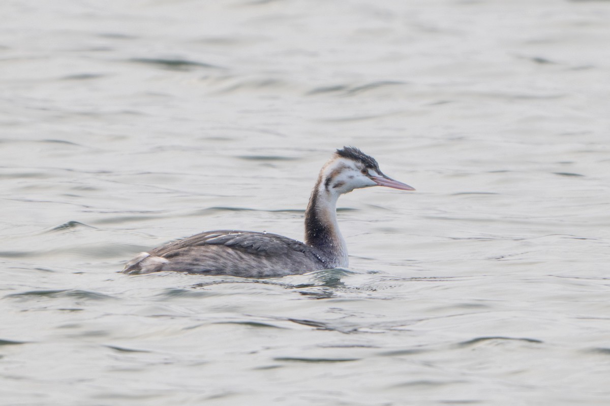 カンムリカイツブリ - ML646788531