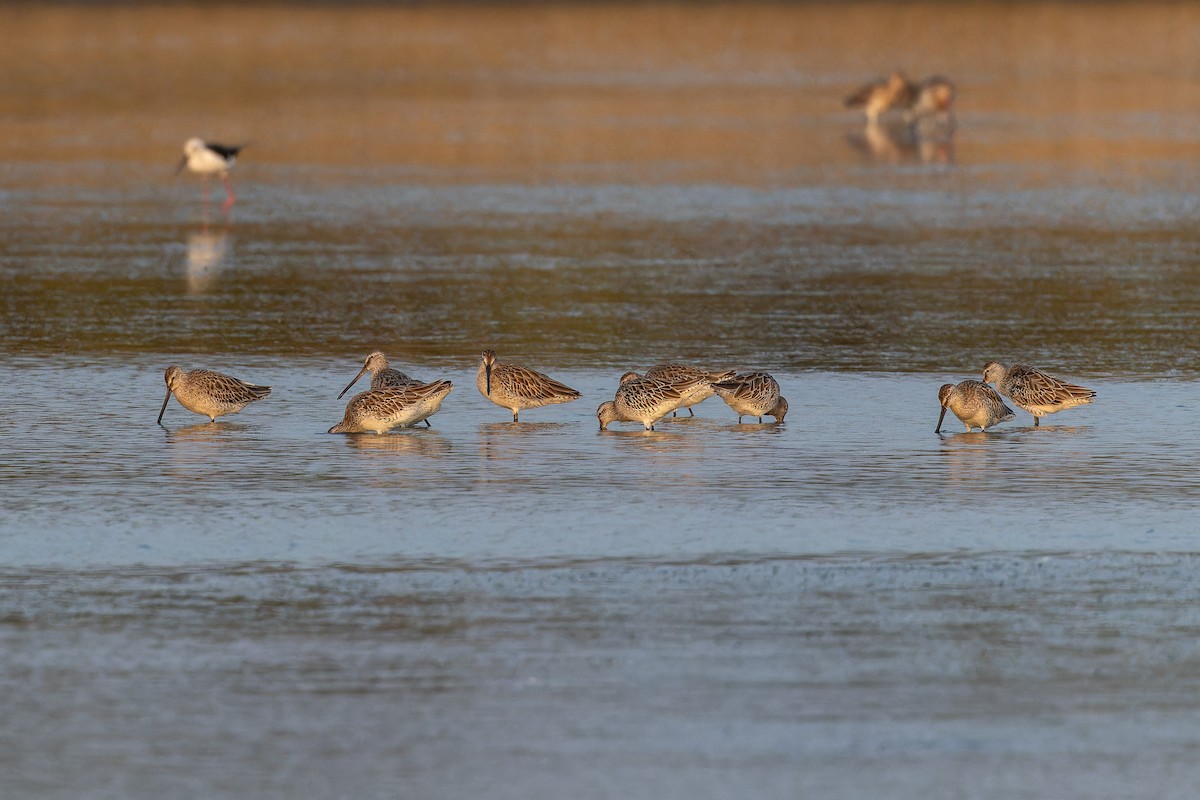 slukovec asijský - ML646788534