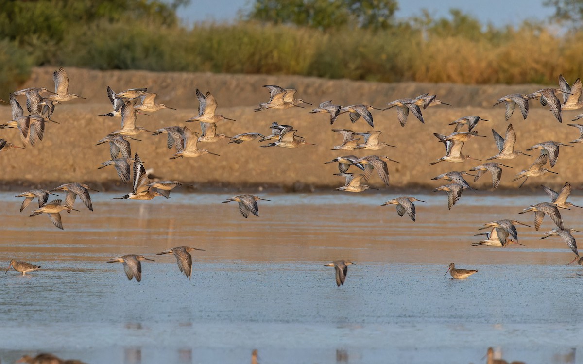 slukovec asijský - ML646788536