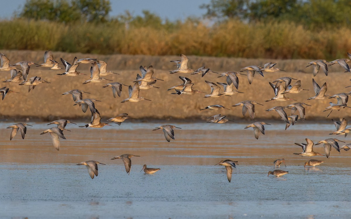 slukovec asijský - ML646788537