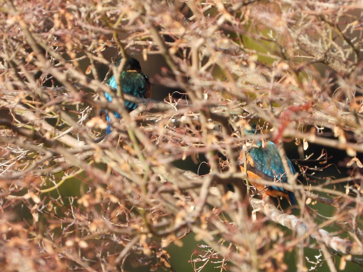 isfugl - ML646788538