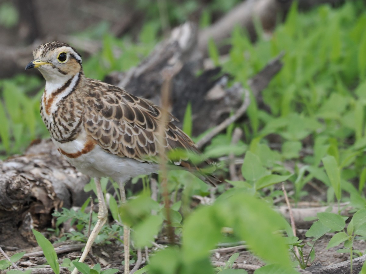 běhulík páskovaný - ML646788539