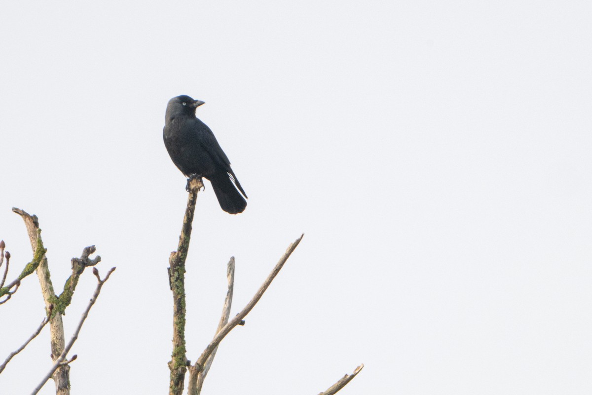 ニシコクマルガラス - ML646788540