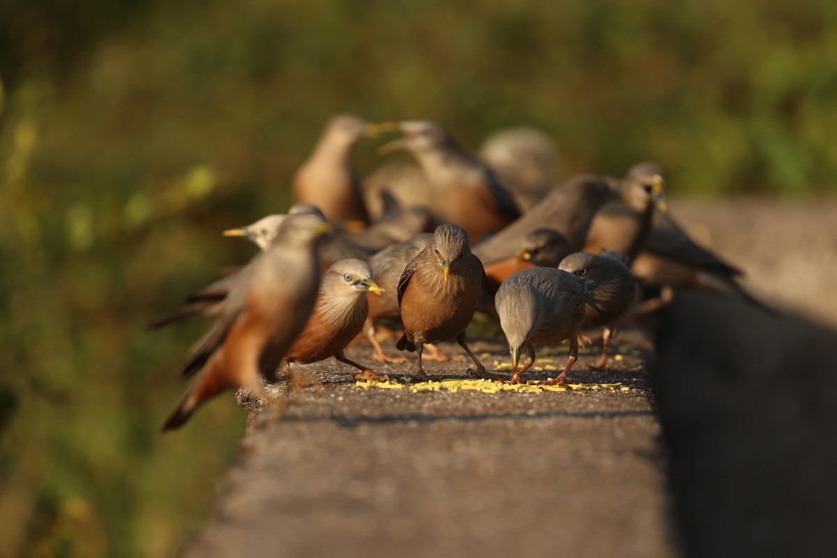 Chestnut-tailed Starling - ML646788541