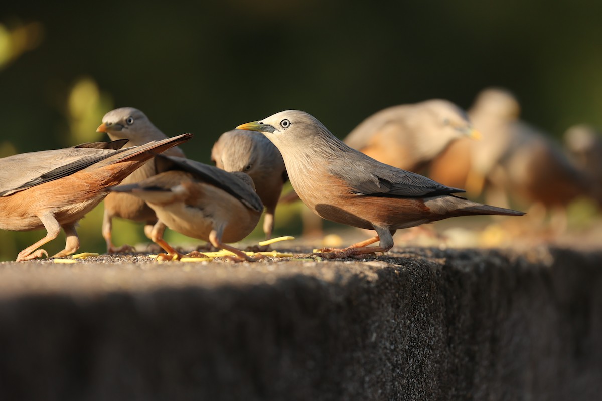 Chestnut-tailed Starling - ML646788542