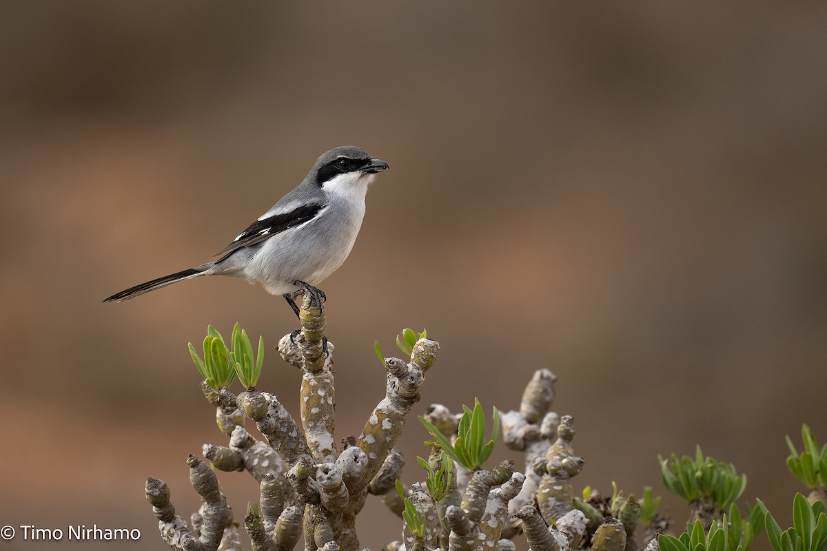 Great Gray Shrike - ML646788548