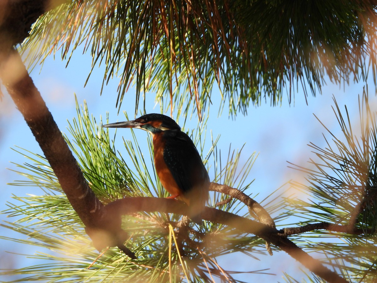 isfugl - ML646788552