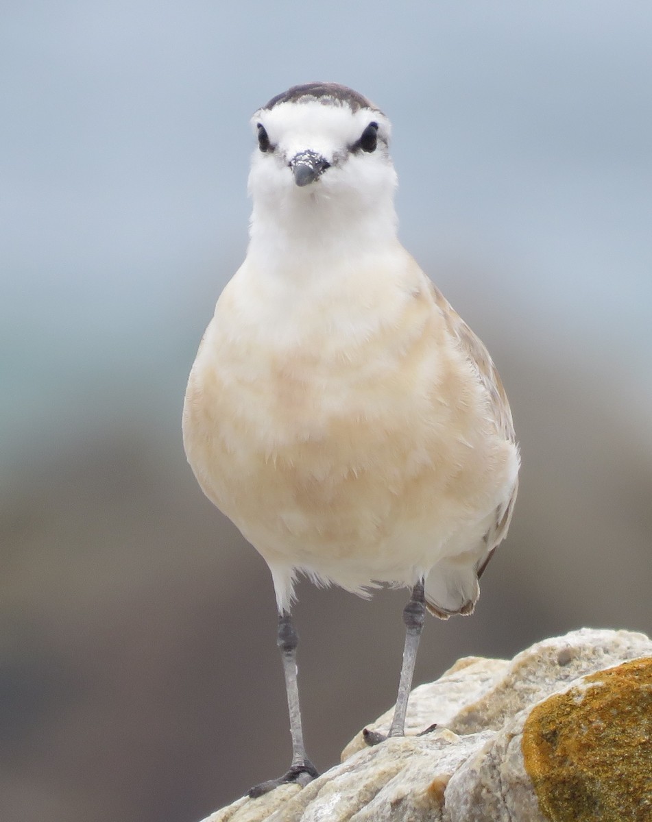 White-fronted Plover - ML646788555