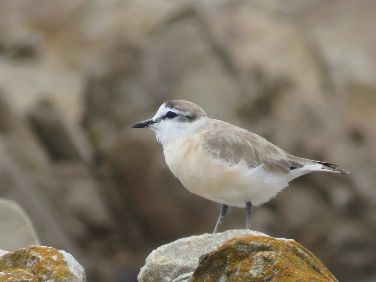White-fronted Plover - ML646788556