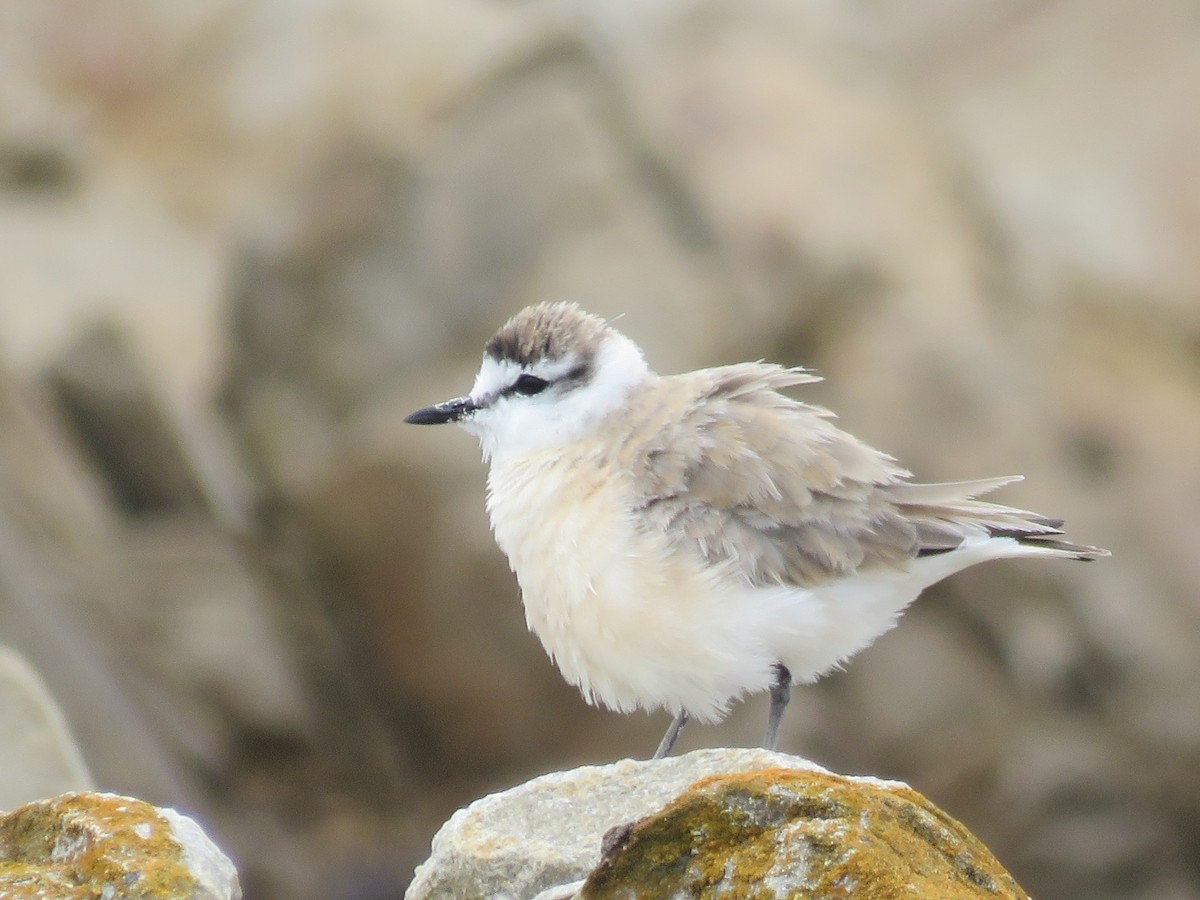 White-fronted Plover - ML646788557