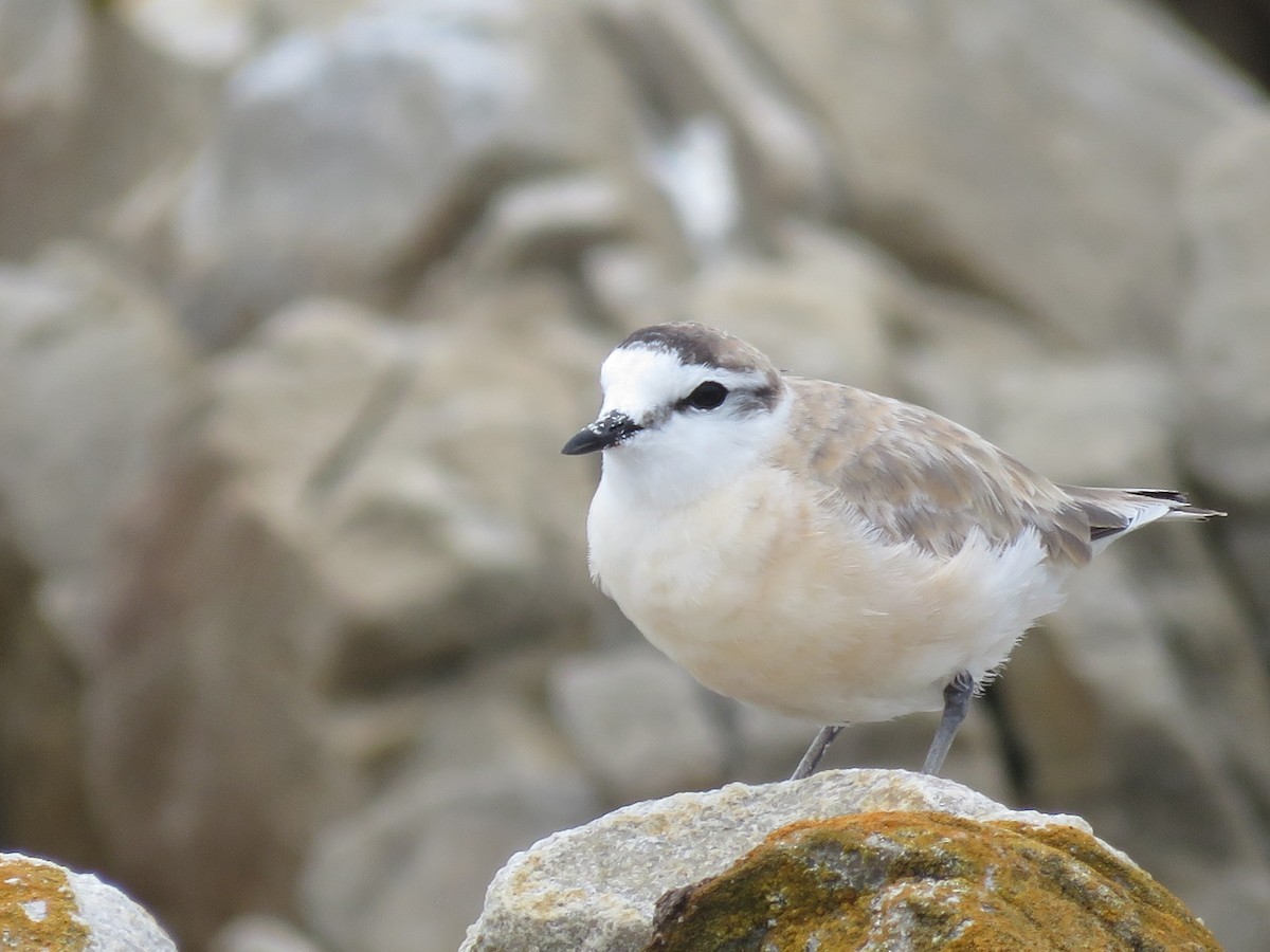 White-fronted Plover - ML646788558