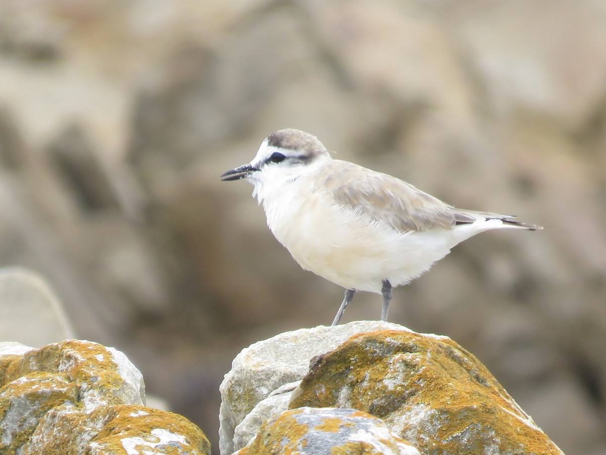 White-fronted Plover - ML646788559