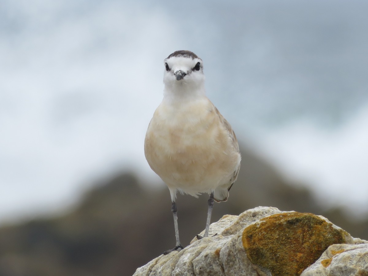 White-fronted Plover - ML646788560