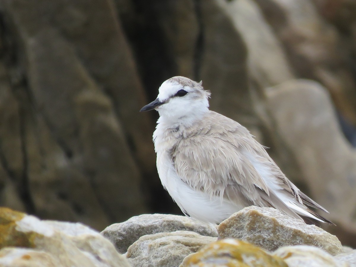 White-fronted Plover - ML646788561